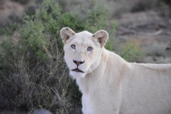 gallery-south-africa-9